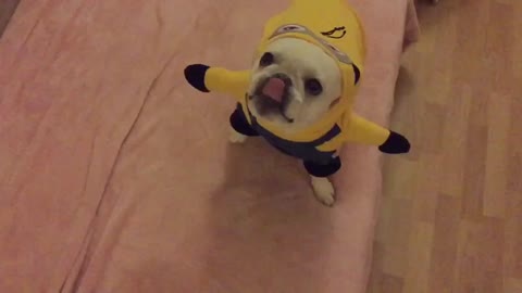 French Bulldog tries on 'Minions' costume