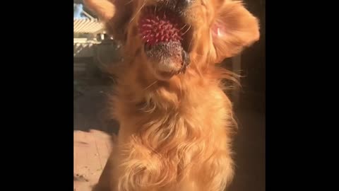 Goofy tongue golden retriever Dexter catches ball in slow motion.