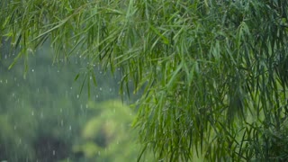 🎧Relaxing Heavy RAIN Sounds -15 minutes Rain Sound ASMR- Heavy Rain Sounds to Relax. Sleep Instantly
