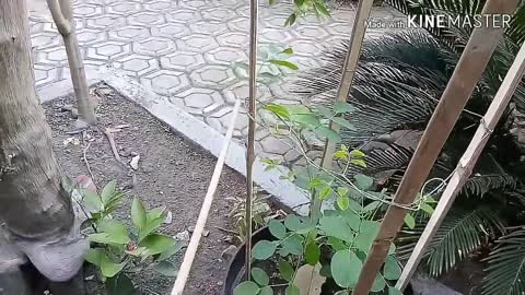 Planting Telang flowers in the Correct Pot