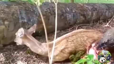 13 Scary Moments Wild Animals Attack Their Prey.