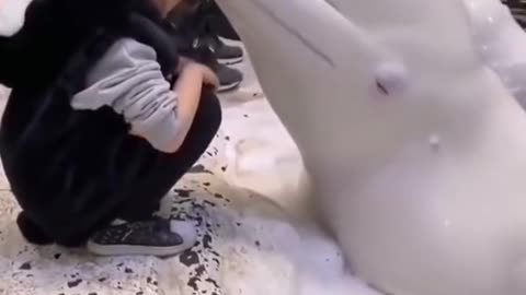 cute beluga whale kissing a girl - viral video