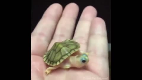 Cute Baby - Tortoise