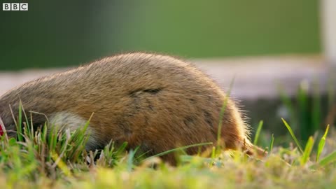 Wild Hamster Has A Graveyard Feast Seven Worlds, One Planet BBC Earth