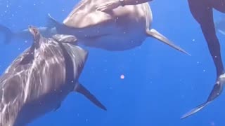 swimming with sharks