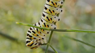 This caterpillar is not greedy but he is starving