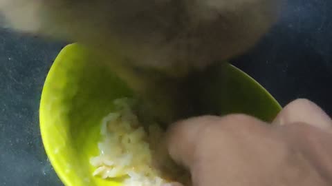 Pomeranian lunch time