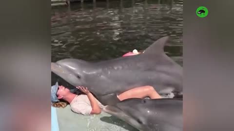 AMAZING - DOLPHINS - FUNNY DOLPHIN COMPILATION cute dolphin 🐬🐬🐬