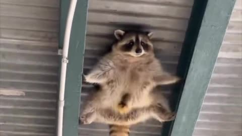 Mighty Ninja raccoon?