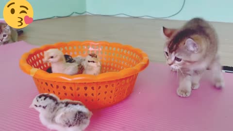 Cute Little kittens is attached by by tiny chicks