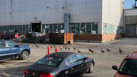 Parade of Baby Geese