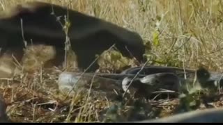 Amazing Wild Animal Attack Snake - Python RELAX FOR LIFE