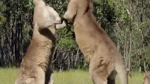 Kangaroo Top Fights- real boxing