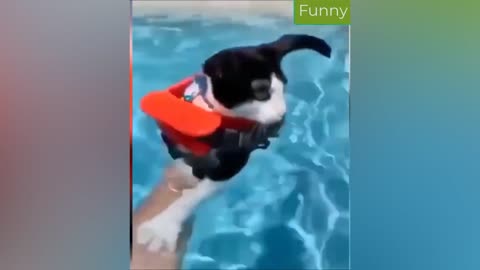 Best Funny Animal Videos 21