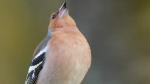 This bird makes a sound because it calls its brother