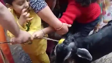 Kids and animal between love❤️♥️