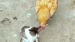 FUNNY CATS ALWAYS DO SOMETHING MAGIC, SHORT VIDEOS, FUNNY VIDEOS