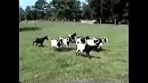 Amazing fainting goat