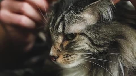 5.A Person Touching a Cat's Ears