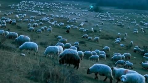 Group of sheeps made a plan to eat dinner together
