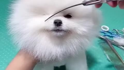 Cute Doggy Hair Cutting