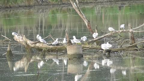 433 - Gulls Meet To Discuss Pollution