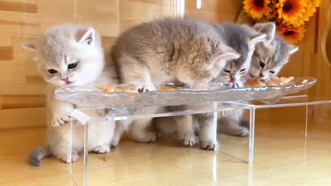 "Nom Nom: Cute Cat Baby Enjoys a Delicious Mealtime"