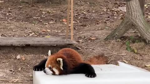 Red Panda