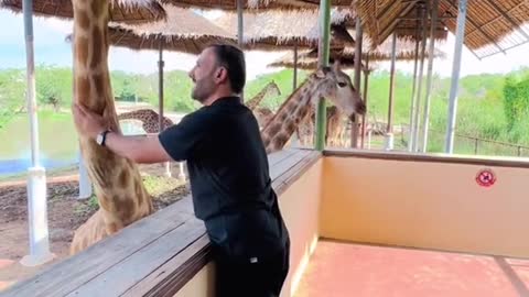 Feeding Giraffe 🦒