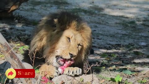 The moment the forest owner eats his prey in an empty place