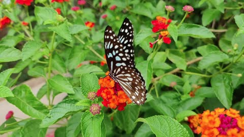 so beautiful butterfly on flower