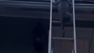 Puppy Follows Person Up Ladder