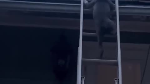 Puppy Follows Person Up Ladder