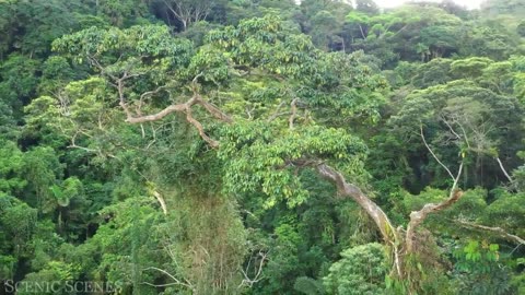 Amazon 4k - The World’s Largest Tropical Rainforest