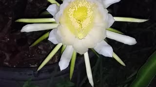 First Dragon Fruit Flower!