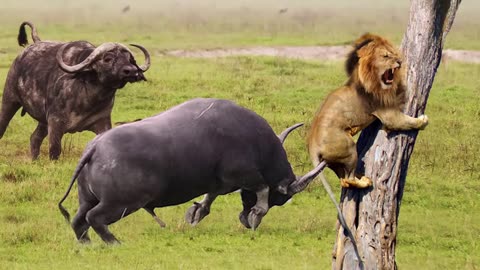 Mother buffalo takes down lion to save his baby.