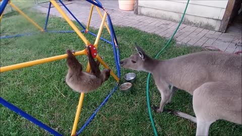 Silly sloth and kangaroo become friends - AMAZING!