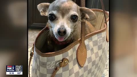 Texas couple unknowingly brings their 5 pound Chihuahua to airport in suitcase FOX 7 Austin