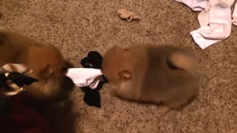 Pomeranian puppies play tug of war. Single sock solutions