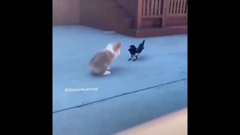 Paws and Wings: Adorable Puppy-Bird Playtime