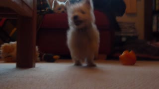 Adorable Puppy Collides With Camera