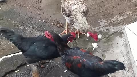 Keluarga ayam hitam dan putih