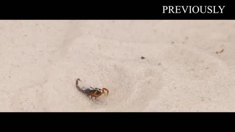 THE BRUTAL BATTLE OF THREE ANT LIONS AND THE TICK! [Live feeding!]-17