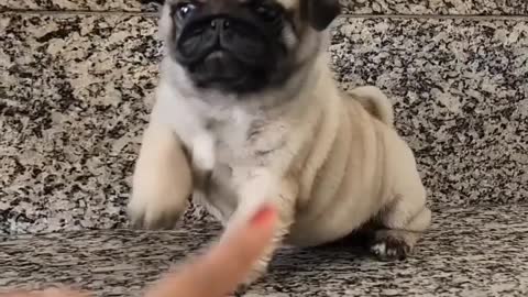 Cute puppy video 😍😍😍