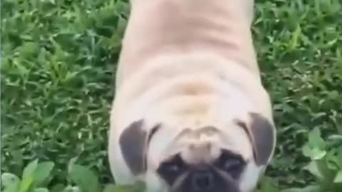 Dog laghing🤣▐ Dog Funny Videos #shorts