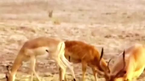 Leopard prey on antelope