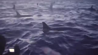 Orcas in the same spot