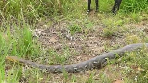 Anaconda attacked on goat eating grasses!