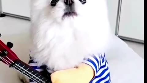 Baby Dogs singing amazing dogs