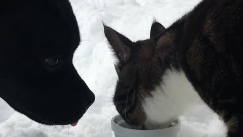 Dog and cat sisters sharing a cup of warm cream together